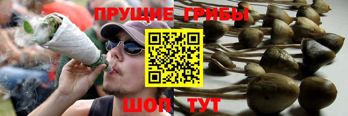 Галлюциногенные грибы Psilocybine cubensis  Вход с VPN  Камышин 